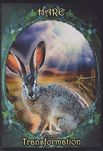 Witches Familiars Oracle Cards
