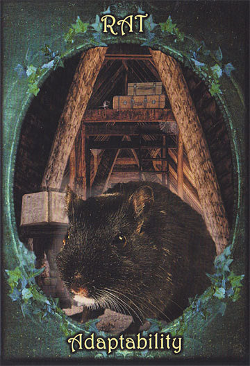 Witches Familiars Oracle Cards