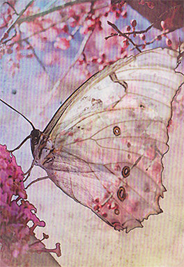 Butterfly Transformations