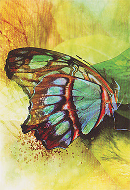 Butterfly Transformations