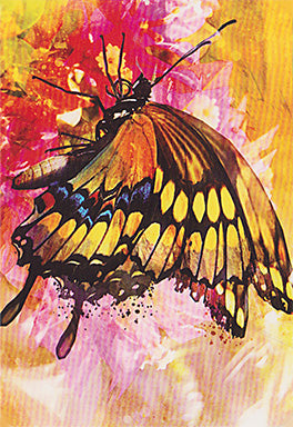 Butterfly Transformations