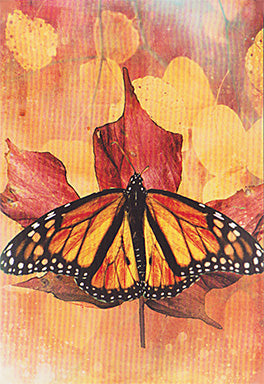 Butterfly Transformations