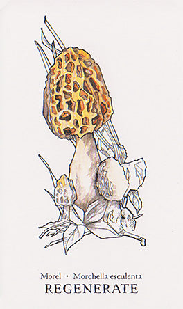 Hedgewitch Botanical Oracle