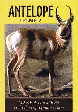 Power Animal Oracle Cards