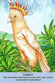 Animal Messages