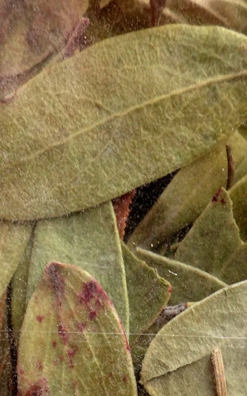 Uva Ursi Raw Herb - 4 oz.