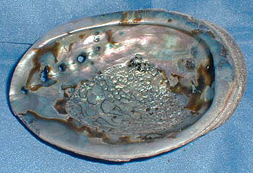 Abalone Shell