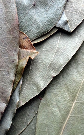 Bay Laurel Raw Herb - 1/2 oz.
