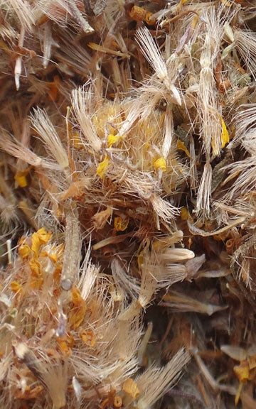 Wolf's Bane Raw Herb - 1/2 oz.