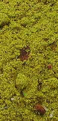 Brigit Incense - 1 oz
