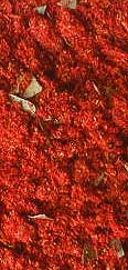 Health Incense - 1 oz