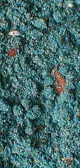 Neptune Incense - 1 oz