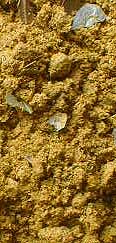 Success Incense - 1 oz