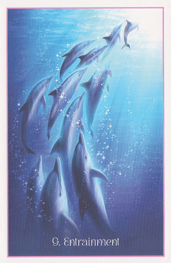 Whispers Of The Dolphin Heart Oracle