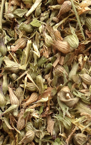 Catnip Raw Herb - 4 oz.